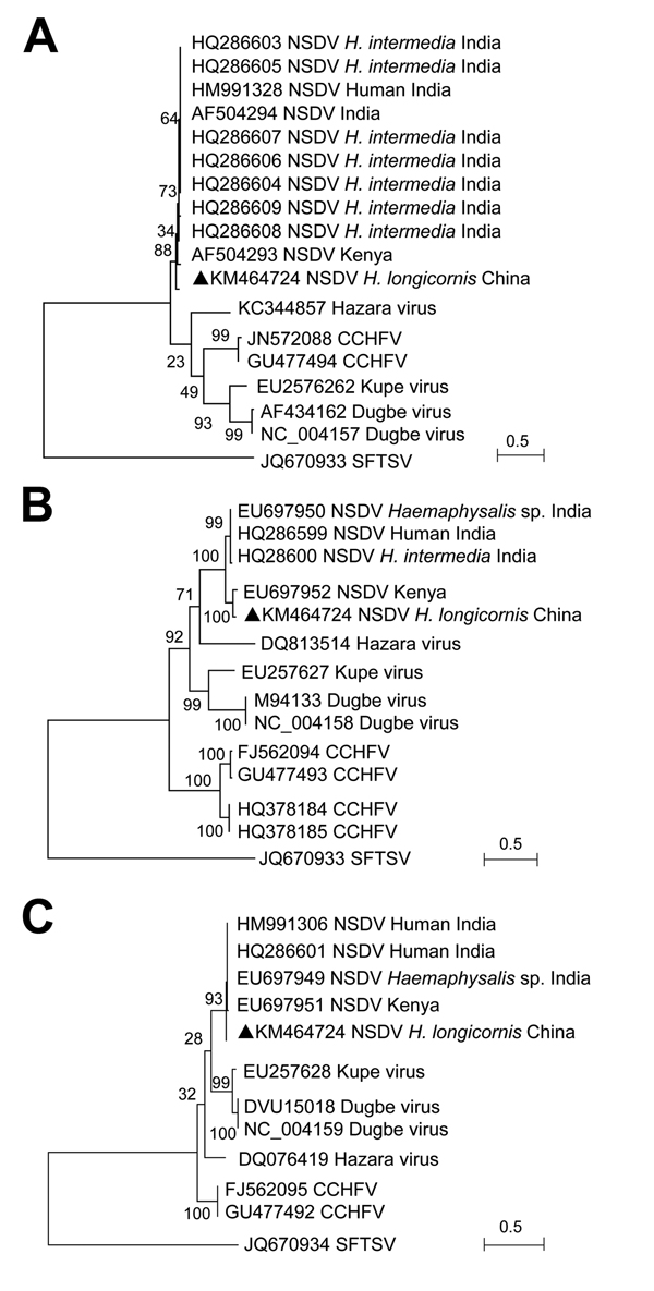 Phylogenetic analysis of Nairobi sheep disease virus (China) and other nairoviruses. The phylogenetic trees were generated in MEGA5.2 software (http://www.megasoftware.net). The complete coding regions for nucleocapsid protein in the small segment (A), glycoprotein precursor in the medium segment (B), and RNA dependent RNA polymerase in the large segment (C) were analyzed by the maximum-likelihood method. An emergent severe fever thrombocytopenia syndrome virus (SFTSV; genus Phlebovirus, family 