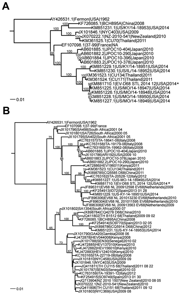 Phylogenetic comparison of enterovirus D68 (EV-D68) obtained from St. Louis, Missouri, USA, in 2014, with other sequenced strains. The phylogenetic relationships of genome sequences (nucleotides) were estimated by using the maximum-likelihood method with RAxML (http://www.viprbrc.org) bootstrapped 100 times. A) Comparison of genome sequences for full-length and nearly full-length strains. B) Comparison of virus protein 1 sequences. Sequences were downloaded from ViPR (http://www.viprbrc.org) and