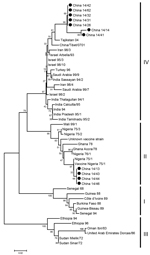 Thumbnail of Phylogenetic analysis of sequences of the 3′ ends of nucleoprotein genes of peste des petits ruminant virus (PPRV), Heilongjiang Province, China, March 25–May 5, 2014. The tree was constructed by using the neighbor-joining method in MEGA6 (14). Values along branches indicate bootstrap values of 1,000 replicates, and numbers on the right indicate lineages. Black dots indicate PPRV-positive samples isolated in this study. Scale bar indicates estimated number of substitutions per 20 nt
