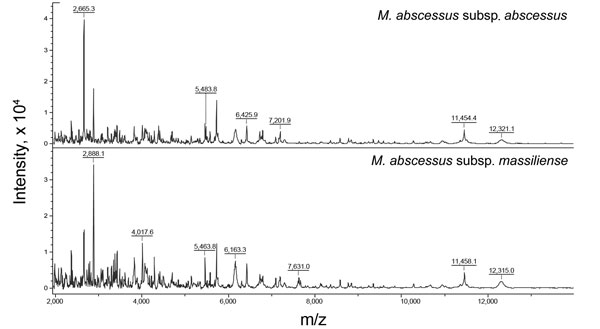 Spectrum of Mycobacterium abscessus subsp. abscessus and M. abscessus subsp. massiliense created by matrix-assisted laser desorption/ionization time-of-flight mass spectrometry Biotyper system (Microflex LT; Bruker Daltonik GmbH, Bremen, Germany). The absolute intensities of the ions are shown on the y-axis, and the masses (m/z) of the ions are shown on the x-axis. The m/z values represent the mass-to-charge ratio.