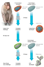 Thumbnail of Effect of sequential vaccination with recombinant vesicular stomatitis virus (VSV)–based vaccines on protective efficacy afforded by each vaccine in nonhuman primates. Vaccination with a VSV-based Lassa virus vaccine encoding the Lassa virus glycoproteins provides complete and possibly sterile immunity against a lethal Lassa virus (LASV) challenge. Approximately 90 days after receiving the initial VSV–Lassa vaccine, animals were vaccinated with a VSV-based Ebola virus (EBOV) vaccine