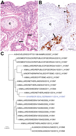 Thumbnail of Histopathologic and phylogenetic analyses of necropsy samples from harbor seals infected with avian influenza A(H10N7) virus, Germany, 2014. A) Lung of harbor seal showing marked necrosis and sloughing of epithelial cells in bronchial glands (arrows); c = bronchial cartilage; hematoxylin and eosin stain. Scale bar indicates 50 μm B) Immunohistochemical labeling of influenza A nucleoprotein in bronchial epithelial cells (arrowheads) and glandular epithelial cells (arrows); c = bronch
