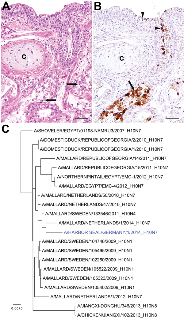 Histopathologic and phylogenetic analyses of necropsy samples from harbor seals infected with avian influenza A(H10N7) virus, Germany, 2014. A) Lung of harbor seal showing marked necrosis and sloughing of epithelial cells in bronchial glands (arrows); c = bronchial cartilage; hematoxylin and eosin stain. Scale bar indicates 50 μm B) Immunohistochemical labeling of influenza A nucleoprotein in bronchial epithelial cells (arrowheads) and glandular epithelial cells (arrows); c = bronchial cartilage