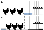Thumbnail of Design model for an interspecies study of influenza A(H7N9) virus transmission. Birds were housed in a cage-within-a-cage setup with a 30 cm × 41 cm × 41 cm finch cage placed within a 97 cm × 58 cm × 53 cm poultry cage. A) Waterborne transmission was examined by sliding a 15 cm × 25 cm pan containing ≈1 L water halfway into a notched hole in the finch cage. All birds had shared access to the water, but poultry and finches were excluded from physical contact with each other. B) Airbo