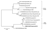 Thumbnail of Maximum likelihood phylogenetic tree of fragments of Zika virus was determined using the general time-reversible plus gamma distribution plus invariable site (GTR + Γ + I) model with 13 reference Zika virus strains from GenBank. The contig sequence, obtained from de novo assembly and blastn (http://blast.ncbi.nlm.nih.gov/Blast.cgi?PROGRAM=blastn&amp;PAGE_TYPE=BlastSearch&amp;LINK_LOC=blasthome), of the Philippines isolate from 2012 (GenBank accession no. KM851038; bold font) was ana