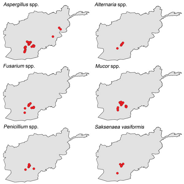 Geographic distribution of specific molds isolated from wounds sustained by military personnel in Afghanistan, 2009–2011.