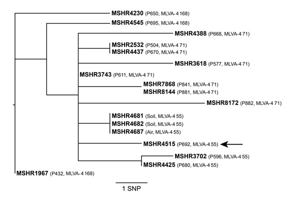 Whole-genome core orthologous single nucleotide polymorphism (SNP) phylogeny of sequence type 562 B. pseudomallei isolates from a patient with melioidosis and from environmental sampling at the patient’s residence, Darwin, Northern Territory, Australia. MSHR4515 (MLST database identifier, http://bpseudomallei.mlst.net/) was a blood culture isolate from the index patient, identified as patient (P) 692 (P692, arrow). Analysis of isolates from 13 other patients with sequence type 562 are also shown