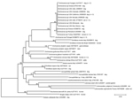 Thumbnail of Phylogeny of Onchocerca lupi and other filarial nematodes based on partial sequences of the cytochrome c oxidase subunit 1 gene. Thelazia callipaeda nematodes were used as an outgroup. Bootstrap confidence values (values along branches) are for 8,000 replicates. GenBank accession numbers, number of haplotype sequences (values in parentheses), and geographic origins are shown. Scale bar indicates nucleotide substitutions per site.