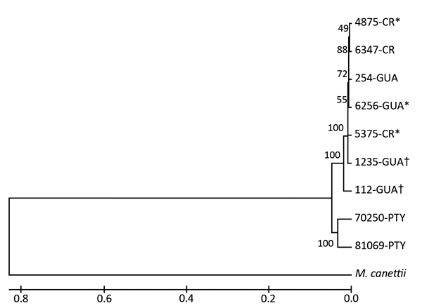 Phylogenic placement of the Mycobacterium bovis isolates. The M. bovis AF2122/97 sequence was used as a reference for single-nucleotide polymorphism analysis (GenBank accession no. NC_002945.3).The tree was derived from an unweighted pair-grouping method analysis algorithm by using DNA fragment sequence analysis. Numbers on branches represent bootstrap percentages from 500 replicates. M. canettii was used as the outgroup. Evolutionary analyses were performed by using MEGA6 software (http://www.m