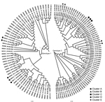 Thumbnail of Phylogenetic trees composed of 129 sequences from 79 participants infected with hepatitis C virus genotypes (gt) 1a, 1b, or 3a, New South Wales, Australia, 2005–2012. Names on the tips of the tree represent participant identification numbers and are followed by the sample collection date. Each phylogenetic tree was generated separately from a maximum-likelihood model by using an HKY substitution model with gamma distribution. Bootstrap values are &gt;80% for all branches of identifi