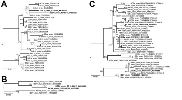 Maximum-likelihood phylogenetic analyses of Gouléako virus (GOLV) and Herbert virus (HEBV) strains from mosquitoes in Côte d’Ivoire, 2004, and Ghana, 2011, and virus strains detected by Chung el al. (9) in pigs in South Korea. A) Analysis of the glycoprotein precursor gene of GOLV strains identified in mosquitoes collected in Côte d’Ivoire and Ghana and of strains detected in swine in South Korea. Sequences originating from swine are shown in bold. B) Analysis of the RNA-dependent RNA polymerase