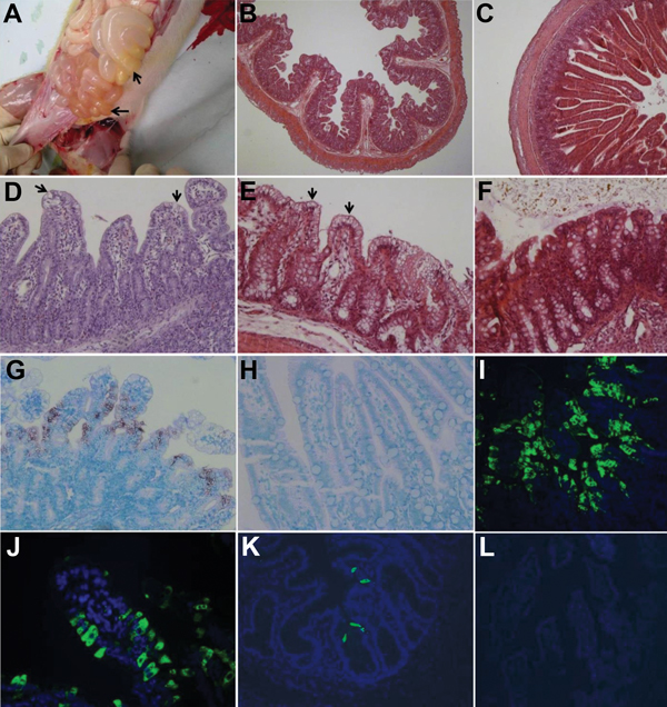 Intestinal changes in gnotobiotic pigs inoculated with porcine deltacoronavirus (PDCoV) strains OH-FD22 (panels A, B, E, G, I, and J) and OH-FD100 (panels D and K). A) Intestine of pig 3 at hour postinoculation (hpi) 72 (48–51 h after onset of clinical signs), showing thin and transparent intestinal walls (duodenum to colon) and accumulation of large amounts of yellow fluid in the intestinal lumen (arrows). B) Jejunum of pig 3 at hpi 72 (48–51 h after onset of clinical signs), showing acute diff