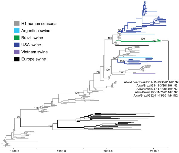 Phylogenetic relationships between human and swine influenza H1 segments. Time-scaled Bayesian maximum clade credibility (MCC) tree inferred for the hemagglutinin (H1) sequences of 209 viruses, including 2 swine viruses from Brazil sequenced for this study, A/swine/Brazil/185-11-7/2011(H1N2) and A/swine/Brazil/232-11-13/2011(H1N2); 3 swine influenza A viruses from Brazil sequenced previously, A/wild boar/Brazil/214-11-13D/2011(H1N2) (26), A/swine/Brazil/31-11-1/2011(H1N2), and A/swine/Brazil/31-