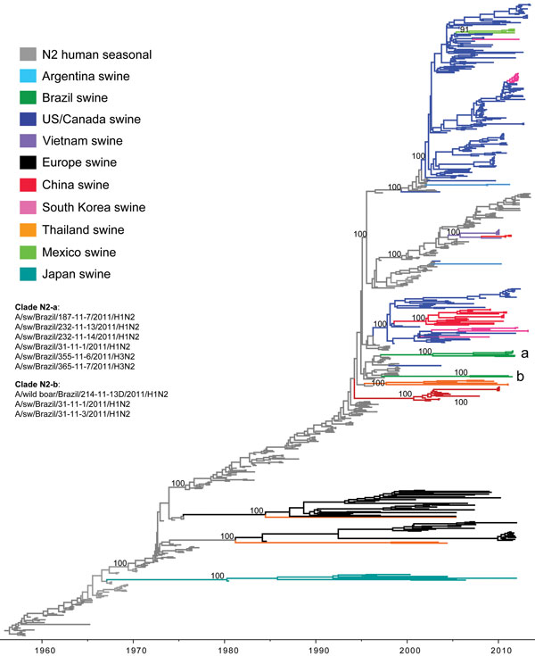 Phylogenetic relationships between human and swine influenza N2 segments. Time-scaled Bayesian maximum clade credibility (MCC) tree inferred for the neuraminidase (N2) sequences of 682 viruses, including 6 swine viruses from Brazil sequenced for this study, A/swine/Brazil/185-11-7/2011(H1N2), A/swine/Brazil/232-11-13/2011(H1N2), A/swine/Brazil/232-11-14/2011(H1N2), A/swine/Brazil/31-11-1/2011(H1N2), A/swine/Brazil/355-11-6/2011(H3N2), and A/swine/Brazil/365-11-7/2011(H3N2); 2 swine influenza A v