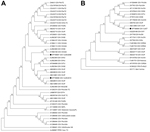 Thumbnail of Phylogenetic neighbor-joining trees of canine distemper virus (CDV) isolates from samples collected during outbreaks in 2006 and 2011 (A) and 2010 (B). Evolutionary analyses were conducted in MEGA6 (30). A) Tree constructed using the phosphoprotein gene (331 nt). Evolutionary distances were computed using the Kimura 2-parameter method and are in the units of the number of base substitutions per site. The analysis involved 45 nt sequences and a total of 331 positions in the final dat