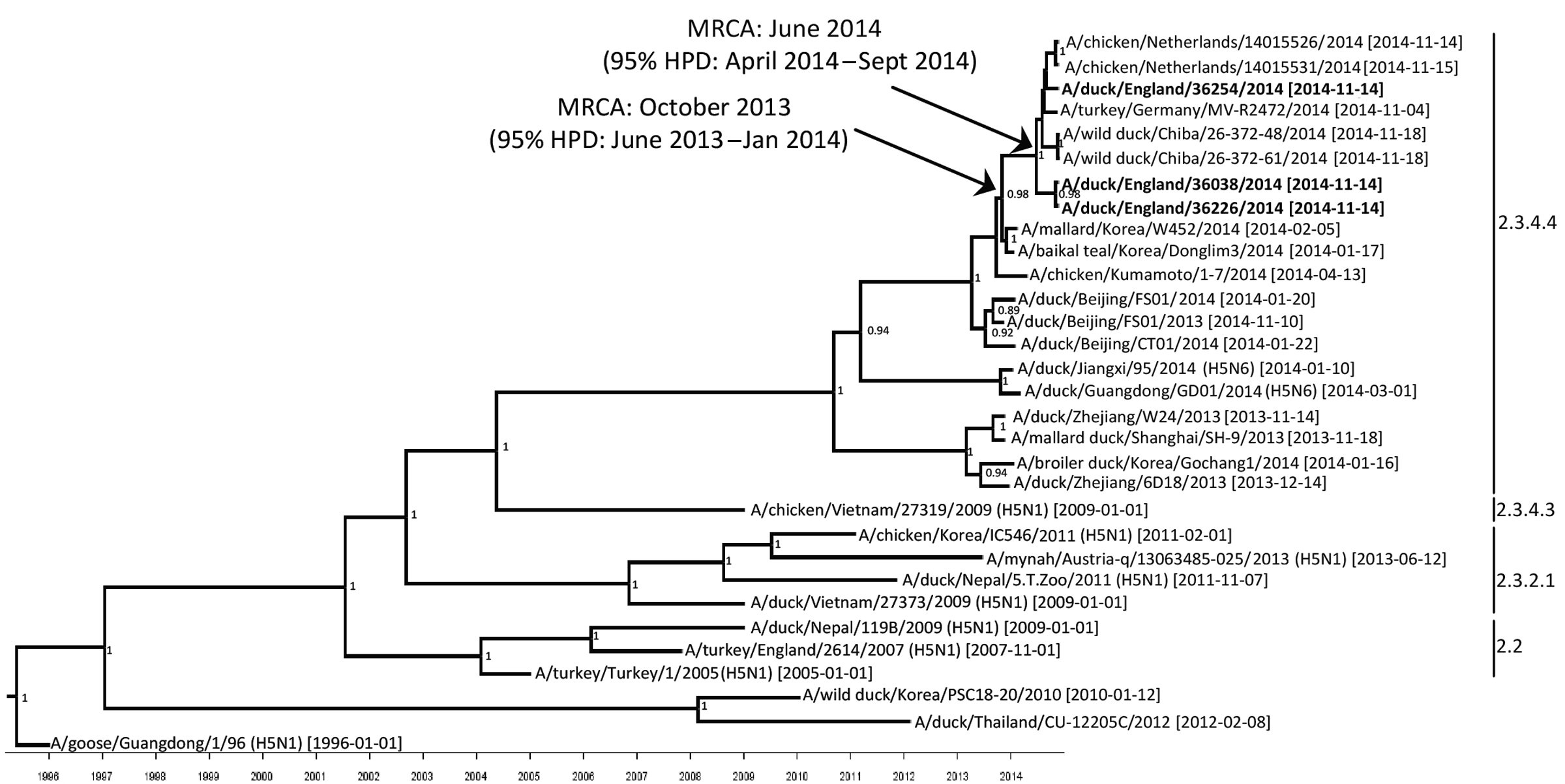 Maximum clade credibility tree of 31 H5 sequences derived from the hemagglutinin gene of avian influenza viruses (1,608 nt). Sampling dates and locations are included on the tip labels; where specific dates were unknown, ‘01’ was assigned. Node labels indicate significant posterior probabilities (&gt;0.75). The dates for the most recent common ancestor (MRCA) of the currently circulating viruses circulating in Europe and Japan are indicated at the relevant nodes with 95% highest posterior densit