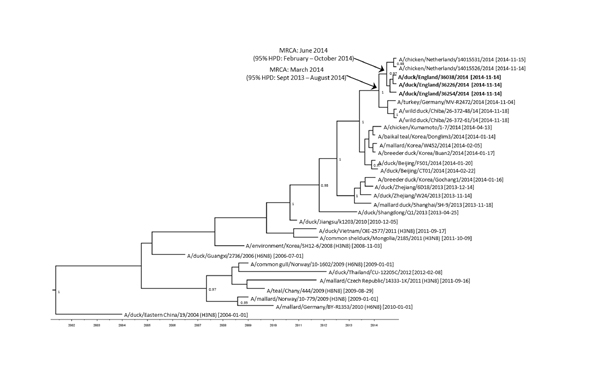 Maximum clade credibility tree of 31 N8 sequences derived from the neuraminidase gene of avian influenza viruses (1377 nt). Sampling dates and locations are included on the tip labels; where specific dates were unknown, ‘01’ was assigned. Node labels indicate significant posterior probabilities (&gt;0.75). The dates for the most recent common ancestor (MRCA) are indicated at the relevant nodes with 95% highest posterior density (HPD) levels. Sequences relate to H5N8 subtype unless otherwise note