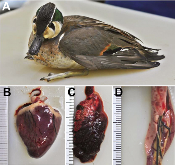 Baikal teal captured at Donglim Reservoir, showing A) neurologic signs of torticollis, ataxia, and limb paresis; B) hemorrhage and necrosis in heart muscle; C) edema and congestion of lung; and D) necrosis of pancreas.