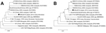 Thumbnail of Phylogenetic analyses of the nucleotide sequences of the (A) nonstructural protein 1 (NSP1) gene (nt 218–598) and (B) capsid gene (nt 7645–8196) of Getah virus isolated in Japan, 2014. The genome positions of the NSP1 and capsid genes correspond to those of Kochi/01/2005 strain (GenBank accession no. AB859822) (14). Closed and open circles represent Miho2014, the strain isolated in this study, and MI-110, the strain isolated in 1978, respectively. The percentage bootstrap support is