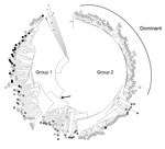 Thumbnail of Phylogeny of genotype 3 hepatitis E viruses from pigs and patients with acute hepatitis in the United Kingdom. Nucleotide sequences of a 304-nt open reading frame 2 fragment (positions 5994–6297 of reference sequence M73218) from pigs at slaughter (black dots, n = 23) or from cases in persons with acute hepatitis E in England and Wales in 2013 (open circles, n = 190) were used to produce a neighbor-joining tree on the basis of maximum composite likelihood distances. Reference sequen