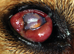 Thumbnail of Right eye of a dog with Onchocerca lupi infection, southern California, USA, 2012. The dog had severe conjunctival inflammation, corneal degeneration, and an elevated intraocular pressure of 31 mm Hg. Ultimately, enucleation was performed, and histology revealed Onchocerca adult worms.