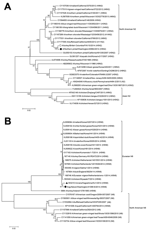 Phylogenetic comparison of the complete neuraminidase genes of highly pathogenic avian influenza A(H5N2) (panel A) and A(H5N8) (panel B) strains from the United States with strains from Asia, Europe, and Canada. Solid circles indicate H5N2 and H5N8 strains from the United States; black triangle indicates H5N8 strain from a crane in Japan. Sequences were aligned by using MUSCLE, and phylogenetic and molecular evolutionary analyses were conducted by using MEGA version 5, using the neighbor-joining