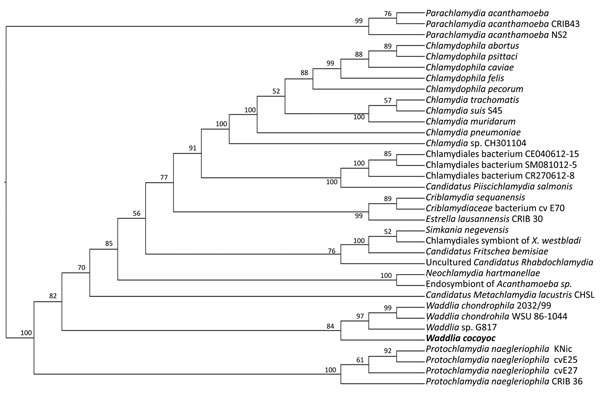Phylogenetic relationships of bacterium newly identified in Artibeus intermedius fruit bats in Mexico (Waddlia cocoyoc, bold text), to other Chlamydiales. 16S sequences were used to infer relationships. X. westbladi, Xenoturbella westbladi.
