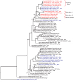 Thumbnail of Phylogenetic analyses of the complete concatenated coding sequences of available Middle East respiratory syndrome coronavirus (MERS-CoV) genomes were done by using MrBayes v3.1 (http://mrbayes.sourceforge.net/) and a general time-reversible plus gamma distribution plus invariable site nucleotide substitution model with 2,000,000 generations sampled every 100 steps. Trees were annotated by using the last 75% of all generated trees in TreeAnnotator v.1.5 (http://beast.bio.ed.ac.uk/Tre