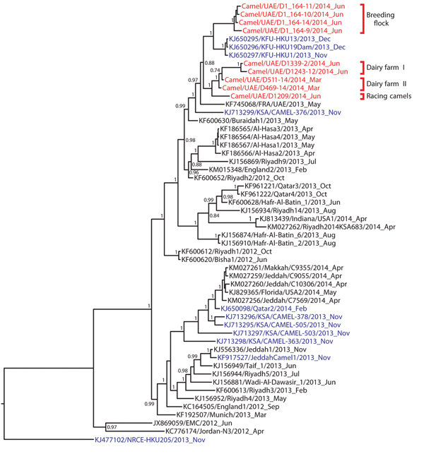 Phylogenetic analyses of the complete concatenated coding sequences of available Middle East respiratory syndrome coronavirus (MERS-CoV) genomes were done by using MrBayes v3.1 (http://mrbayes.sourceforge.net/) and a general time-reversible plus gamma distribution plus invariable site nucleotide substitution model with 2,000,000 generations sampled every 100 steps. Trees were annotated by using the last 75% of all generated trees in TreeAnnotator v.1.5 (http://beast.bio.ed.ac.uk/TreeAnnotator/) 