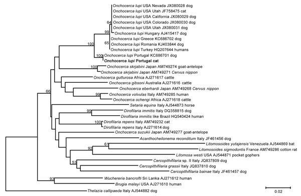 Phylogenetic analysis of partial cytochrome c oxidase subunit 1 gene segment (689 bp) of Onchocerca lupi isolated from a cat in Portugal (bold) compared with segments from other nematodes and roundworms retrieved from GenBank (accession numbers indicated). Numbers along branches are bootstrap values. Scale bar indicates nucleotide substitutions per site.