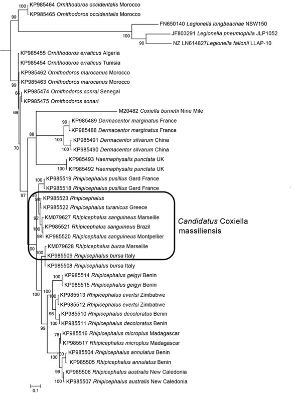 Phylogenetic tree based on GroEL sequences including Coxiella-like strains of bacteria from ticks, Coxiella burnetii reference strains, and bacterial outgroups. GroEL gene sequences (Technical Appendix Table 2) were aligned by using ClustalW (http://www.ebi.ac.uk/Tools/msa/), and phylogenetic inferences were obtained by using Bayesian phylogenetic analysis with TOPALi 2.5 software (http://www.topali.org/) and the integrated MrBayes (http://mrbayes.sourceforge.net/) application with the HKY+Г (Ha