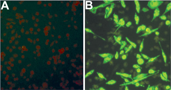 Immunofluorescence assay detection of severe fever with thrombocytopenia syndrome virus (SFTSV) antibodies in serum samples from mice fed by SFTSV-infected ticks. A) Normal mouse serum (negative control) reacting with SFTSV-infected DH82 cells; B) infected mouse serum (1:128, mouse no. 4) reacting with SFTSV-infected DH82 cells.