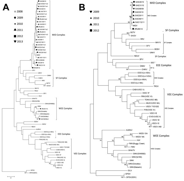 Maximum-likelihood trees of strains of Middelburg virus and Sindbis virus identified in horses in South Africa relative to other members of the alphavirus genus. Trees were constructed by using the Tamura-Nei substitution model and midpoint rooted with MEGA5 (http://www.megasoftware.net/). The scale bar in both panels indicates 0.1 nt substitutions. Estimates were constructed on the basis of bootstrap resampling performed with 1,000 replicates. Confidence estimates &gt;70 are shown. A) A 200-bp 