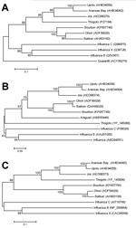 Thumbnail of Phylogenies of deduced amino acid sequences of representative genes of Bourbon virus in comparison to homologous sequences of selected orthomyxoviruses. A neighbor-joining method was used for inference of each phylogeny with 2,000 replicates for bootstrap testing. Values at nodes are bootstrap values. A) PA polymerase subunit, (segment 3). B) Nucleocapsid protein (segment 5). C) Membrane protein (segment 6). GenBank accession numbers appear next to taxon names. Scale bars indicate n