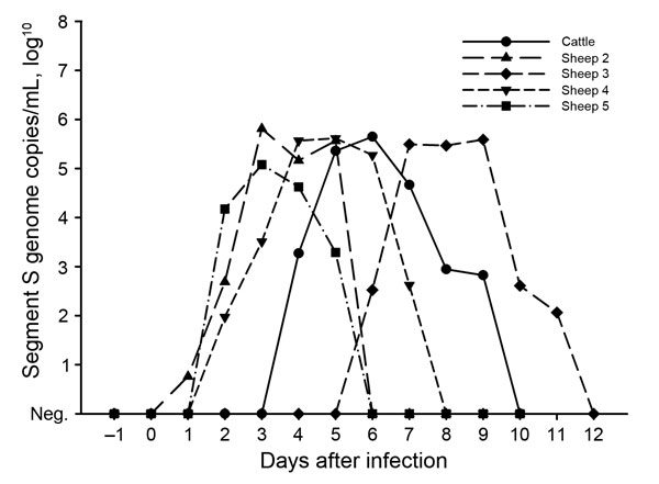 Detection of Schmallenberg virus genome in the blood of experimentally infected cattle and sheep, Germany, 2014.