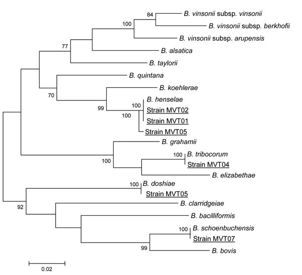 rpoB gene-based phylogenetic tree showing the relationships of 6 Bartonella spp. (underlined). Briefly, rpoB nucleotide sequences were aligned by using ClustalW software (http://www.clustal.org/clustal2/), and phylogenetic relationships were inferred by using the maximum-likelihood strategy and MEGA software (http://www.megasoftware.net). Bootstrap values above 70%, obtained from 500 analyses, are indicated at the nodes. Scale bar represents a 2% nucleotide sequence divergence.