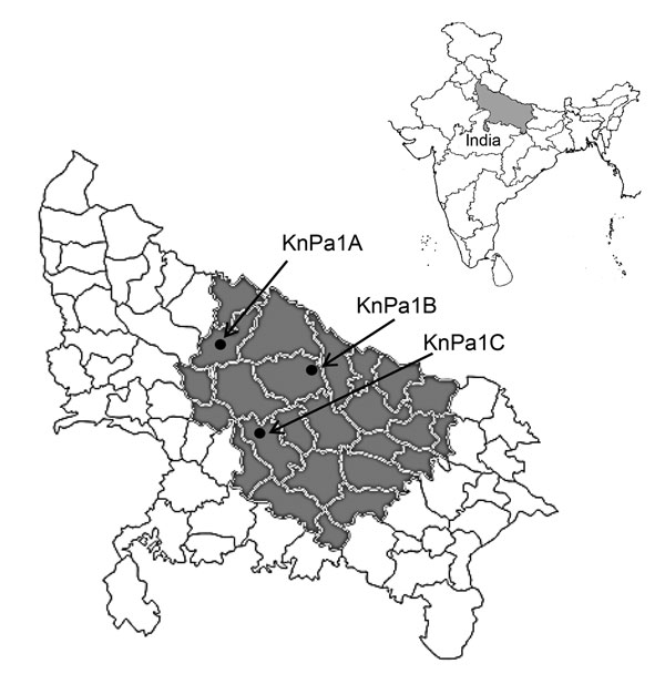 Location of Uttar Pradesh state, India, showing geographic location of patients infected with 16S rRNA methyl transferase–positive Pseudomonas aeruginosa (gray shading) and RmtC-positive isolates KnPa1A, KnPa1B, and KnPa1C (black dots); KnPa1B was also positive for RmtF. Inset shows location of Uttar Pradesh within India.