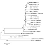 Thumbnail of Phylogenetic tree of all complete porcine deltacoronavirus genome sequences available in February 2015. The phylogenetic tree was constructed by using the distance-based neighbor-joining method in MEGA 6.06 software (http://www.megasoftware.net/). Bootstrap values were calculated with 1,000 replicates. The number on each branch indicates bootstrap values. The reference sequences obtained from GenBank are indicated by strain abbreviations and GenBank accession numbers. Triangles indi