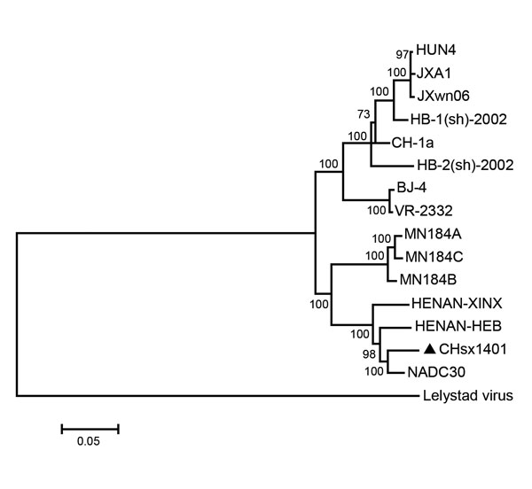 Phylogenetic analysis of whole genomes of porcine reproductive and respiratory syndrome virus (PRRSV) CHsx1401 (triangle) (GenBank accession no. KP861625); representative prototype strain VR-2332 (U87392); isolates BJ-4 (AF331831), CH-1a (AY032626), HB-1(sh)/2002 (AY150312), and HB-2(sh)/2002 (AY262352) from China; highly pathogenic strains JXA1 (EF112445), JXwn06 (EF641008), and HUN4 (EF635006); strains MN184A (DQ176019), MN184B (DQ176020), MN184C (EF488739), and NADC30 (JN654459) from the Unit