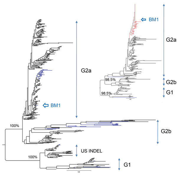 Maximum-likelihood phylogenetic tree of porcine epidemic diarrhea virus from piglet, South Korea, 2013–2014, constructed on the basis of codon alignment of complete S genes. Inserted figure is a phylogenetic tree inferred from the complete N genes. Genogroups are shown to the right of each tree. US INDEL is a prototype strain of porcine epidemic diarrhea virus that has insertions and deletions (INDEL) in the spike gene. Scale bar indicates nucleotide substitutions per site.   