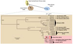 Thumbnail of Phylogeny of chikungunya virus (CHIKV). (Upper panel) All 188 nearly-full or full genome CHIKV sequences available in the National Center for Biotechnology Information nucleotide database as of March 2015, including the 3 new genomes from Puerto Rico recovered in this study (red boldface) were aligned by using the multiple alignment fast Fourier transform (MAFFT) algorithm, and phylogenetic trees were constructed by using the MrBayes algorithm in the Geneious software package (12). 