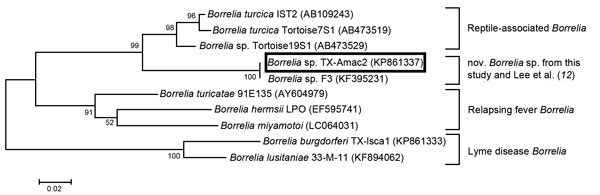 Maximum-likelihood tree showing that the novel Borrelia sp. identified in Amblyomma maculatum ticks from Texas in this study (box, ) and from Mississippi (12) shares a closer phylogenetic relationship to B. turcica than to to other Borreliae groups. Analysis is based on flaB sequences (267 bp). GenBank accession numbers are shown in parentheses. Tree was constructed using the Tamura 3-parameter model with a bootstrap value of 1,000 replicates. Scale bar indicates substitutions per nucleotide pos