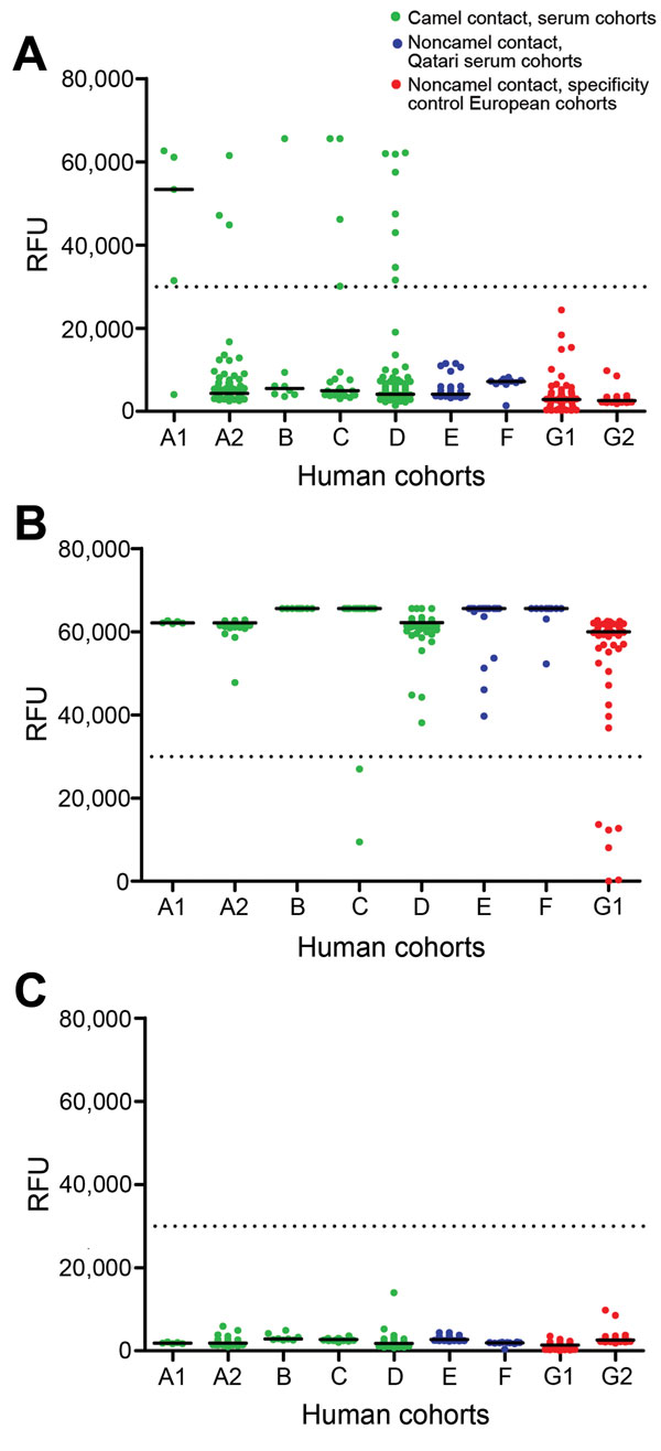 Reactivity of human serum samples, from persons with and without dromedary contact, with S1 antigens of various coronaviruses (CoVs), Qatar, 2013–2014. A) Middle East respiratory syndrome CoV S1; B) human CoV OC43 S1; C) severe acute respiratory syndrome CoV S1. Relative fluorescent units (RFU) are shown at a serum dilution of 1:20. Black lines indicate median; dotted black lines at 30,000 RFU depict cutoff for analysis. Human cohorts: A1, camel slaughterers; A2, sheep slaughterers who had conta