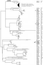 Thumbnail of Phylogeny of Salmonella enterica serovar Typhimurium (Salmonella Typhimurium) and Salmonella 1,4,[5],12:i:- isolates from the United Kingdom and Italy, 2005–2010. Maximum-likelihood tree of 212 Salmonella Typhimurium and monophasic isolates was constructed by using 12,793 single-nucleotide polymorphisms (SNPs) outside of prophage elements, insertion sequence elements and sequence repeats identified by reference to the whole-genome sequence of Salmonella Typhimurium strain SL1344. Th