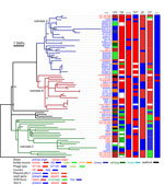 Thumbnail of Phylogeny of Salmonella 1,4,[5],12:i:- epidemic clade isolates from the United Kingdom and Italy, 1993–2010. Maximum-likelihood tree of 77 Salmonella 1,4,[5],12:i:- isolates rooted with Salmonella Typhimurium strain SL1344 was constructed by using 1,058 single-nucleotide polymorphisms (SNPs) outside of prophage elements, insertion sequence elements, and sequence repeats identified with reference to whole-genome sequence of Salmonella Typhimurium strain SO4698-09. Bootstrap values &l