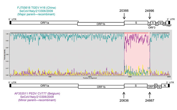 Potential recombination points in the SeCoV strains in study of swine enteric coronaviruses in Italy. The potential parent strains H16 (TGEV) and CV777 (PEDV) are shown in teal and purple, respectively. Arrows indicate recombinant breakpoints. PEDV, porcine epidemic diarrhea virus; TGEV, transmissible gastroenteritis virus; seCoV, swine enteric coronavirus. 