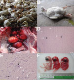 Thumbnail of Clinical signs and pathologic lesions of duck Tembusu virus (DTMUV)–infected ducks, Thailand. A, B) Clinical signs; DMTUV-infected ducks showed neurologic signs, including inability to stand, ataxia, and paralysis. C) Gross lesion; severe hemorrhage and regression of ovarian follicles. D, E) Histopathologic lesion; moderate multifocal gliosis (black arrow) and perivascular cuffing (white arrow) in cerebellum (D) and spinal cord (E). Scale bars indicate 100 μm (D) and 50 μm (E). F) C