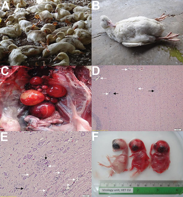 Clinical signs and pathologic lesions of duck Tembusu virus (DTMUV)–infected ducks, Thailand. A, B) Clinical signs; DMTUV-infected ducks showed neurologic signs, including inability to stand, ataxia, and paralysis. C) Gross lesion; severe hemorrhage and regression of ovarian follicles. D, E) Histopathologic lesion; moderate multifocal gliosis (black arrow) and perivascular cuffing (white arrow) in cerebellum (D) and spinal cord (E). Scale bars indicate 100 μm (D) and 50 μm (E). F) Chicken embryo
