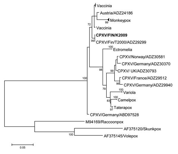A phylogenetic tree of orthopoxviruses constructed on the basis of the hemagglutinin gene; boldface indicates the CPXV strain infecting the patient described in this article. The phylogeny shows that the sequence derived from this patient represents a locally circulating strain that shares ancestry with a few other CPXV-strains and vaccinia virus. A maximum-likelihood tree was built with 1,000 bootstraps in MEGA 6.06 software (http://www.megasoftware.net/). MEGA was used to estimate the best nuc