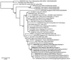 Thumbnail of Phylogenetic analysis of a subset of dengue virus 1 E gene sequences within genotype III that are most closely related to those sampled from Wenzhou, Zhejiang Province, and Wuhan, Hubei Province, China, during 2014. The viruses identified in this study were designated as the Wenzhou-human and Wuhan-human sequences, respectively (GenBank accession nos. KR024705–KR024708). Bootstrap values (&gt;70%) are shown at relevant nodes. Bold text indicates sequences obtained in this study. The